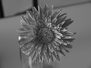 Flower, Sheung Wan, Hong Kong Island, 10 February 2011