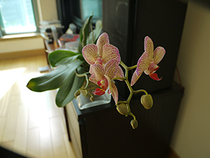 Orchids, Sheung Wan, Hong Kong Island, 31 March 2011