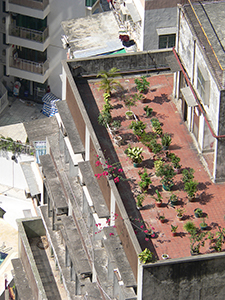 Plants on a rooftop, Sheung Wan, 18 November 2004