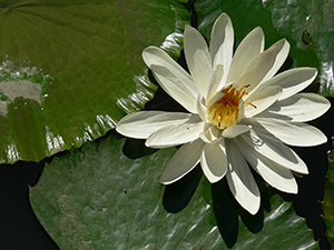 The HKU lily pond, 19 November 2004