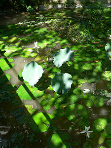 The lily pond, HKU, Pokfulam, 19 November 2004