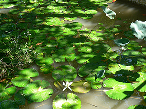 The lily pond, HKU, 19 November 2004