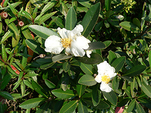 Camelia flower, Tai Tam Country Park, 21 November 2004