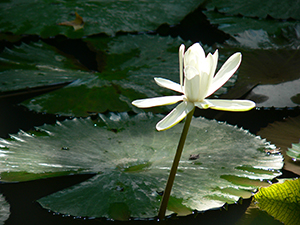 Lotus flower in bloom, The University of Hong Kong, Pokfulam, 19 November 2004