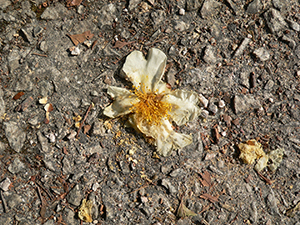 Camelia flower on a path, Tai Tam Country Park, 21 November 2004