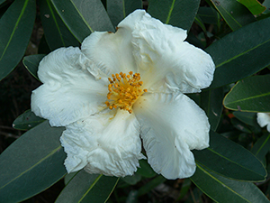 Camelia, Tai Tam Country Park, 21 November 2004