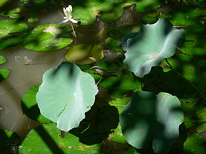 The lily pond, the Univerisity of Hong Kong, Pokfulam, 19 November 2004