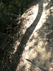 Shadow of a tree, Tai Tam Country Park, 21 November 2004