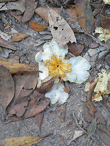 Camelia flower on a path, Tai Tam Country Park, 21 November 2004