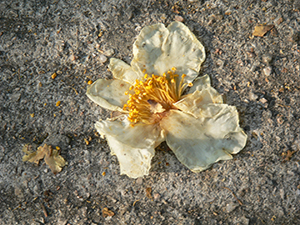 Camelia flower on a path, Tai Tam Country Park, 21 November 2004