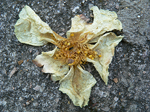 Camelia flower on a path, Tai Tam Country Park, 21 November 2004