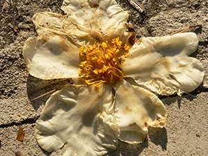 Camelia flower on a path, Tai Tam Country Park, 21 November 2004