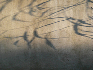 Shadows, Tai Tam Country Park, 21 November 2004