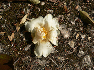 Camelia flower on a path, Tai Tam Country Park, 21 November 2004