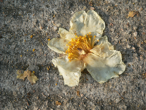 Camelia flower on a path, Tai Tam Country Park, 21 November 2004