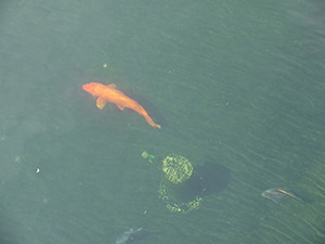Goldfish in a pond at Nan Lian Garden, Diamond Hill, Kowloon, 24 April 2011