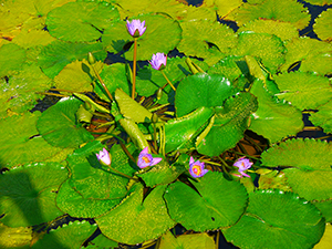 Lotus in pond, Chi Lin Nunnery, Diamond Hill, Kowloon, 24 April 2011