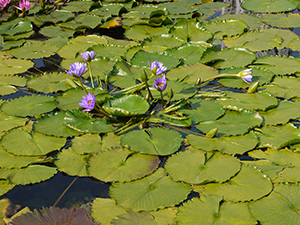 Lotus in a pond, Chi Lin Nunnery, Diamond Hill, Kowloon, 24 April 2011
