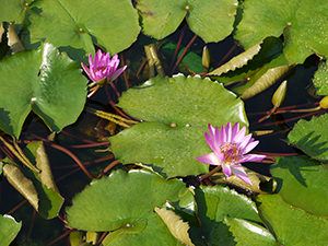 Lotus in a pond, Chi Lin Nunnery, Diamond Hill, Kowloon, 24 April 2011