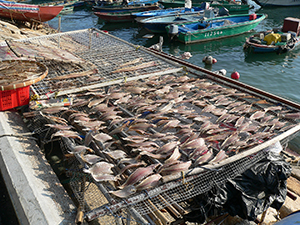Drying salted fish in the sun, Cheung Chau, 14 November 2004