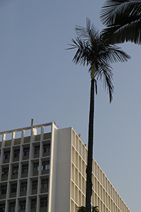 Palm tree on the campus of the University of Hong Kong, 12 December 2011