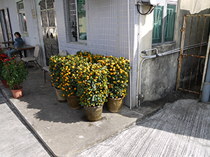 Kumquat bushes, Chuen Lung village, New Territories, 17 January 2012