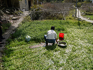 Harvesting watercress in Chuen Lung village, 17 January 2012