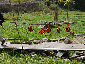 Ducks, Chuen Lung village, New Territories, 17 January 2012