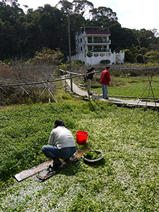 Harvesting watercress in Cheun Lung village, 17 January 2012