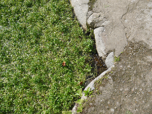 Watercress growing beside the path, Cheun Lung village, 17 January 2012