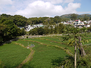 Chuen Lung village and nearby fields, 17 January 2012