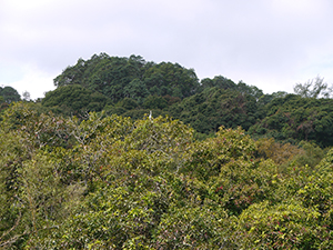 Crane in trees near Chuen Lung village, New Territories, 17 January 2012