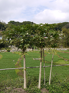 Fruit trees, Chuen Lung village, 17 January 2012