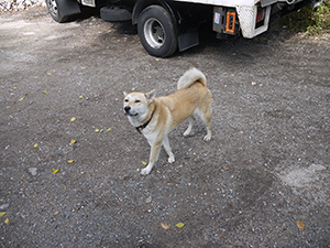 Village dog, Chuen Lung village, on the slopes of Tai Mo Shan, 17 January 2012.