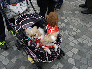 Dogs in a cart, Tsim Sha Tsui, 29 January 2012
