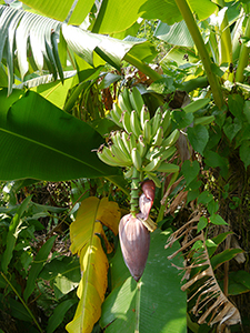Banana tree, Lamma Island, 23 October 2012