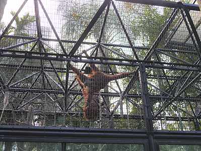 Orangutan, Hong Kong Zoological and Botanical Gardens, Central, 13 February 2013