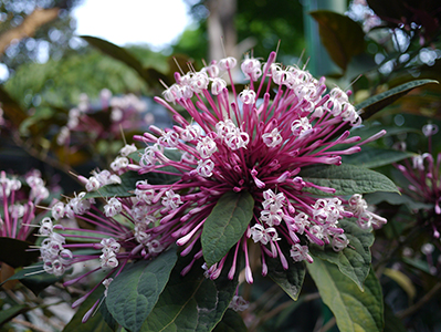 Flowers, Hong Kong Zoological and Botanical Gardens, 13 February 2013