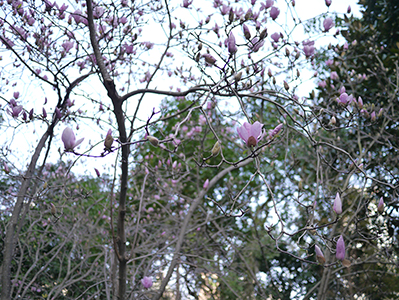 Flowers, Hong Kong Zoological and Botanical Gardens, 13 February 2013