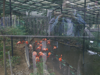 Flamingos, Hong Kong Zoological and Botanical Gardens, 13 February 2013