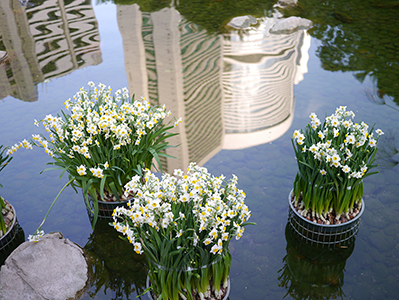 Spring flowers, Hong Kong Park, 13 February 2013