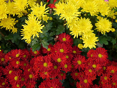 Flowers, Hong Kong Park, 13 February 2013