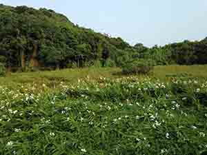 Overgrown abandoned field, Lamma Island, 1 October 2013