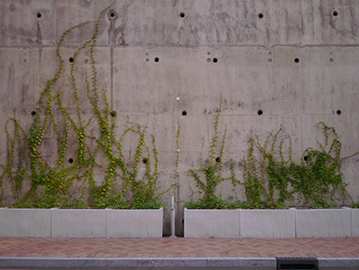 Plants on a wall, Centennial campus, University of Hong Kong, Pokfulam, 5 October 2013