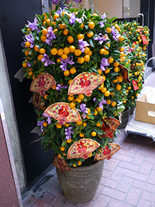 Kumquat bush with Lunar New Year decorations, Sheung Wan, 29 January 2014