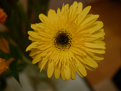 Flower, Sheung Wan, 29 January 2014