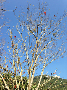 Tree in bloom on the Hong Kong Trail, Hong Kong Island, 31 January 2014