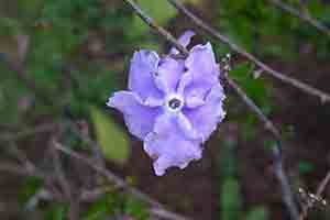 Flowers, Hong Kong Zoological and Botanical Gardens, 20 February 2014