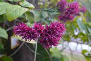 Flowers, Hong Kong Zoological and Botanical Gardens, 20 February 2014