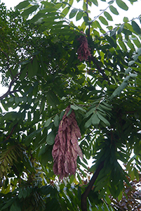 Rose of Venezuela tree, Hong Kong Zoological and Botanical Gardens, 20 February 2014